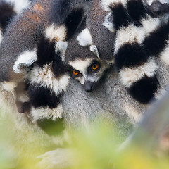 Image showing Ring-tailed lemur (Lemur catta)