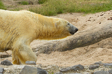 Image showing Close-up of a polarbear (icebear) 