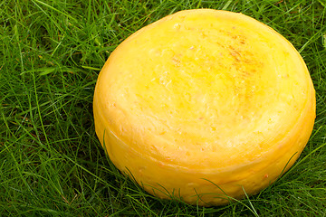 Image showing Round onion cheese isolated in the green grass