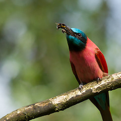 Image showing Northern Carmine Bee-Eater