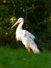 Image showing Stork in its natural habitat 