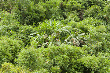 Image showing Banana trees hidden in the jungle
