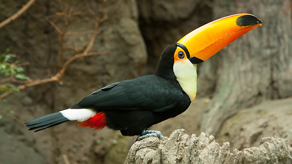 Image showing Toco Toucan