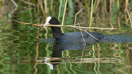 Image showing Common coot collecting reed
