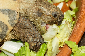 Image showing Hermann's Tortoise, turtle eating salad