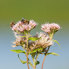 Image showing Two bees isolated on a pink flower