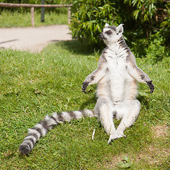 Image showing Sunbathing ring-tailed lemur in captivity 