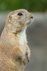 Image showing Prairie dog