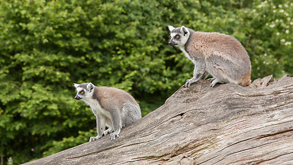 Image showing Ring-tailed lemurs in captivity