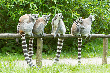 Image showing Ring-tailed lemur in captivity