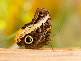 Image showing Large butterfly sitting on a rock