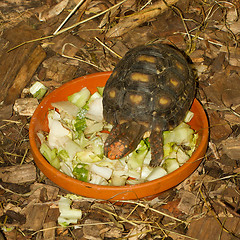 Image showing Small turtle in a salad bowl