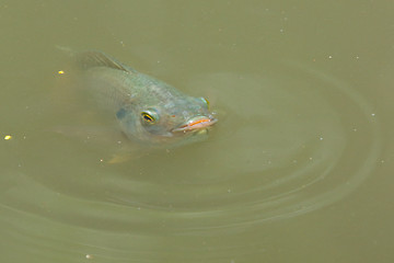 Image showing Fish is swimming in a lake