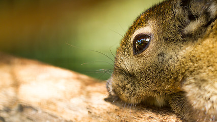 Image showing Closeup tree shrew