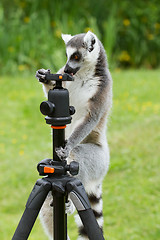 Image showing Ring-tailed lemur sitting on tripod