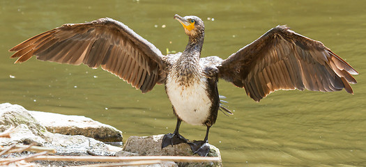 Image showing Cormorant drying it's wings