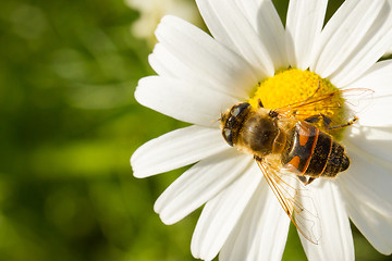 Image showing Fly drinking nectar on a wild white flower 