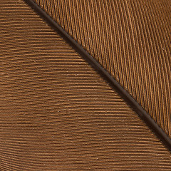 Image showing Large brown female peacock feather closeup