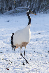 Image showing Red-crowned Crane (Grus japonensis)