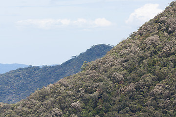 Image showing View of Vietnamese rainforrest (green jungle)