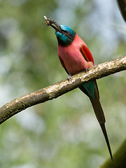 Image showing Northern Carmine Bee-Eater