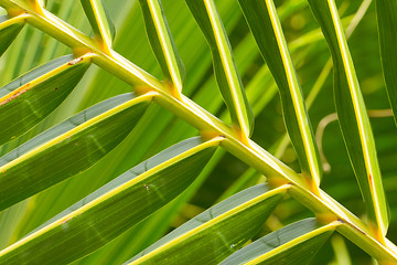 Image showing Palm Leave green line composition 