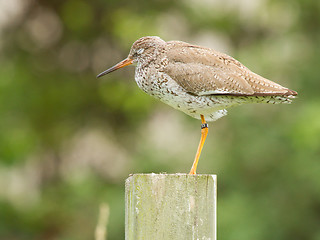 Image showing Redshank on a pole 