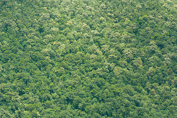 Image showing View of Vietnamese rainforrest (green jungle)