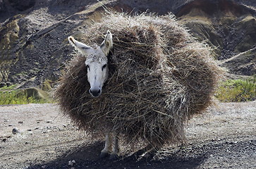 Image showing loaded donkey