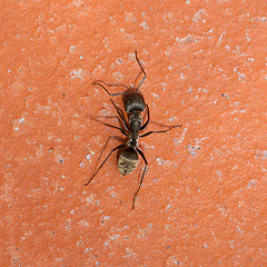 Image showing Large black ant walking