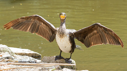 Image showing Cormorant drying it's wings