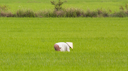 Image showing Farmer working on a ricefield in Vietnam, Nha Trang