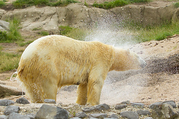 Image showing Close-up of a polarbear in capticity 