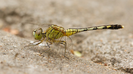 Image showing Dragonfly on sand