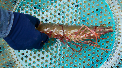 Image showing Large living prawn on a Vietnamese market