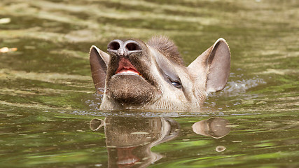 Image showing Profile portrait of south American tapir in the water