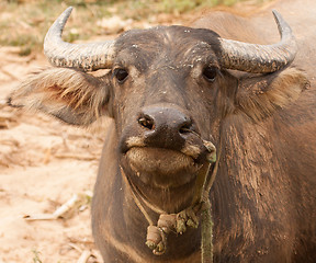 Image showing Curious adult water buffalo closeup