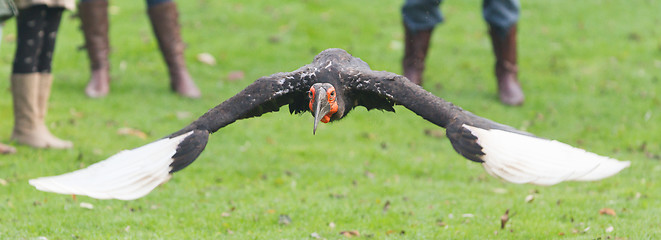 Image showing Southern Ground hornbill (Bucorvus leadbeateri)