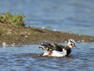 Image showing Lapwing taking a bath in a lake