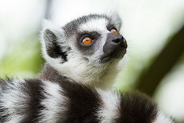 Image showing Ring-tailed lemur  in a dutch zoo 