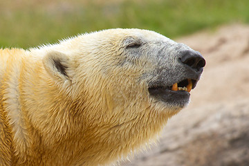 Image showing Close-up of a polarbear in capticity 