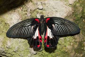 Image showing Butterfly insects pachliopta aristolochiae