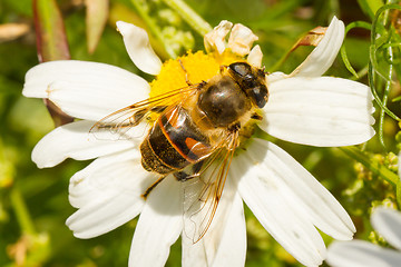 Image showing Fly drinking nectar on a wild white flower 