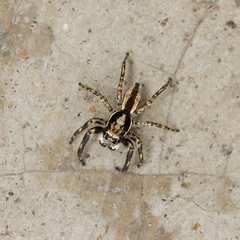 Image showing Small spider hunting