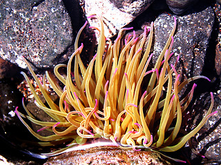 Image showing anemone