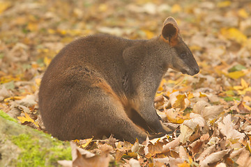 Image showing Close-up swamp wallaby