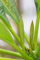 Image showing Young leaf growing, banana tree