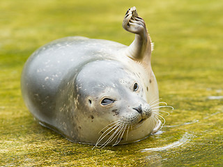 Image showing Common seal resting in the water