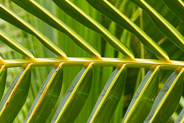 Image showing Palm Leave green line composition 