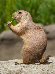 Image showing Cute prairie dog eating